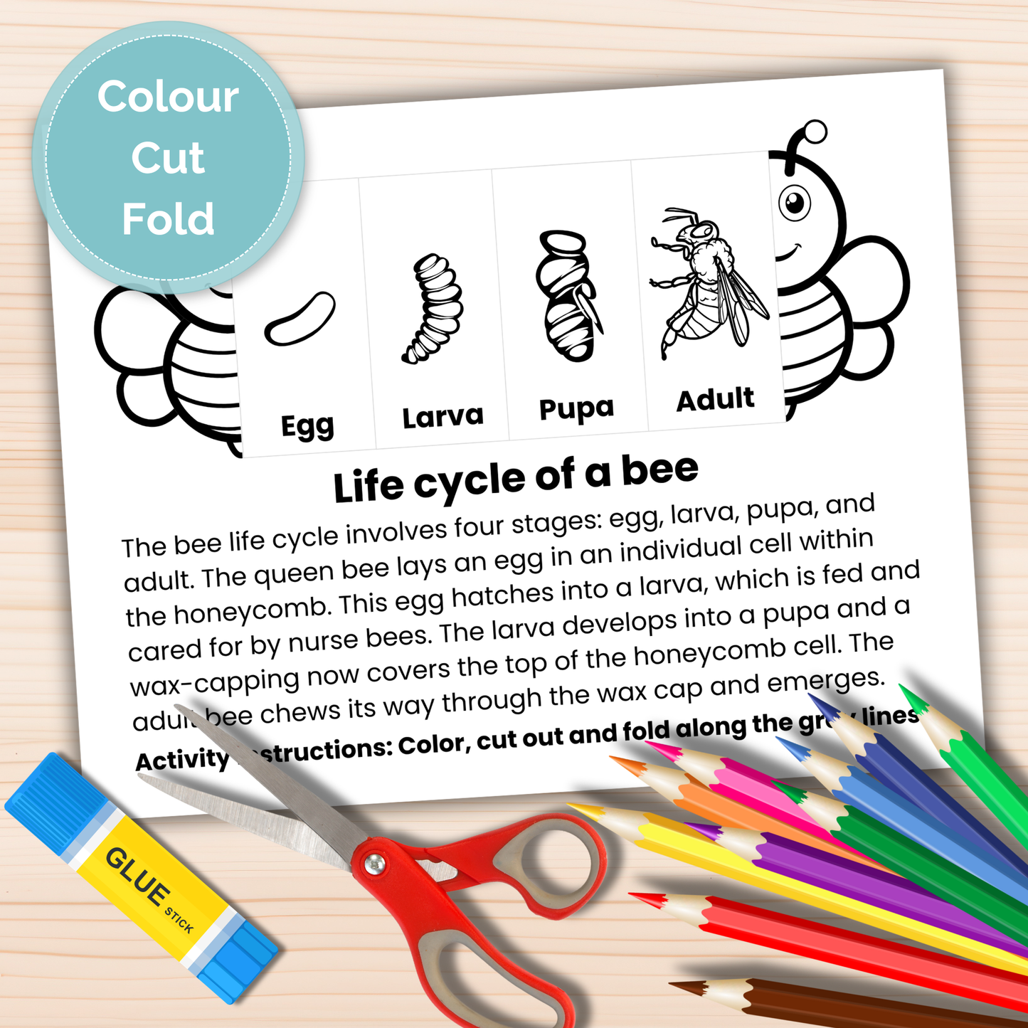 Bee life cycle craft printable
